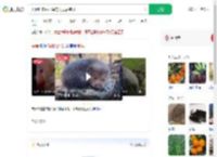 夫妻吃来偷柑橘的竹鼠后肺炎_360搜索